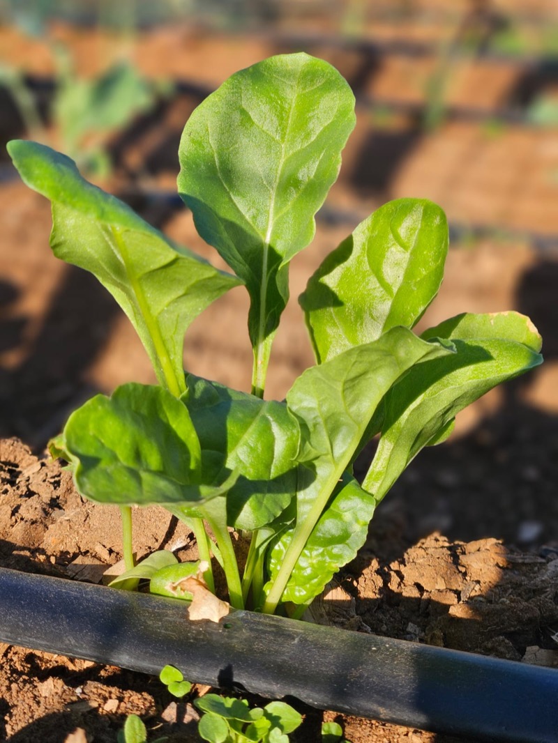 Healthy Swiss chard growing with Harvesting Hope bio-fertiliser
