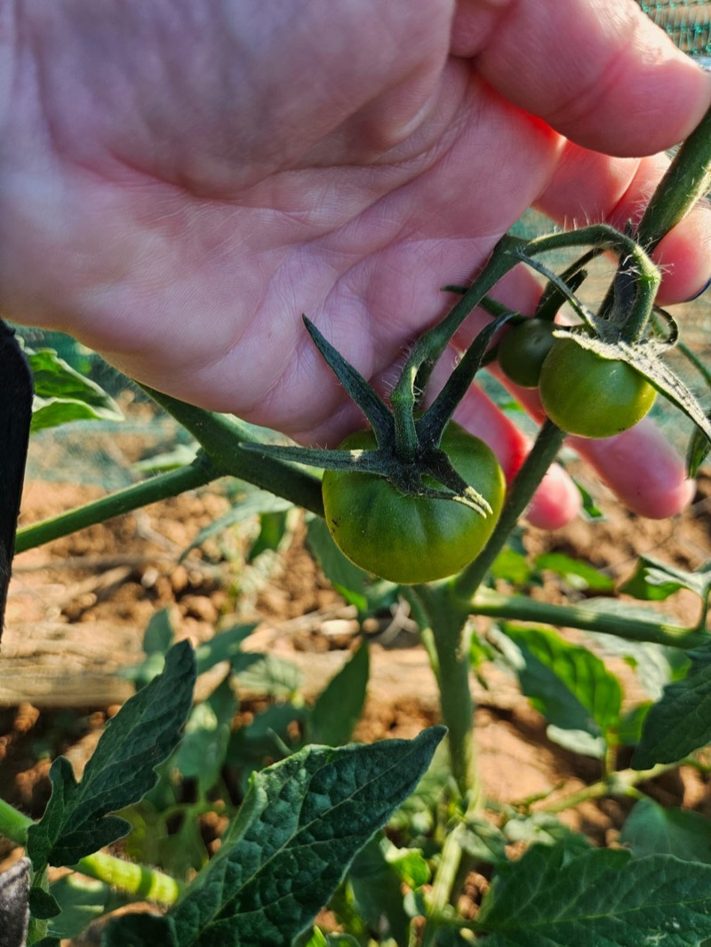 Close-up of Harvesting Hope drip irrigation emitter on soil