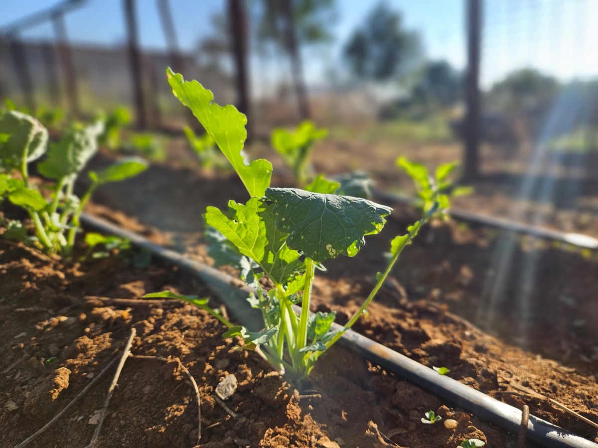 Backlit kale seedling growing strong