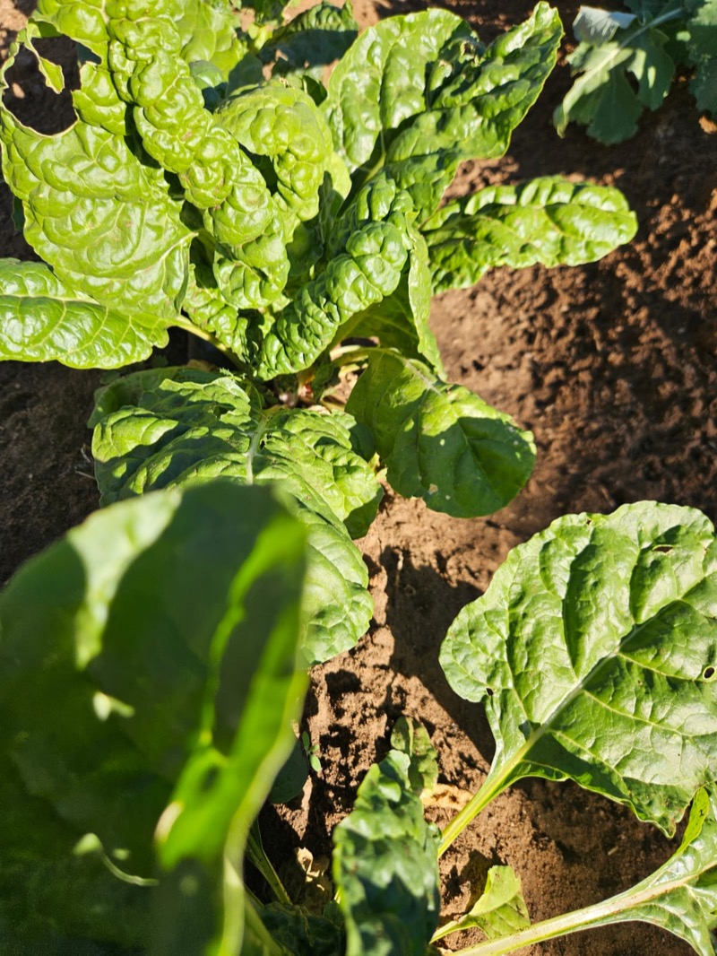 Healthy spinach growing strong